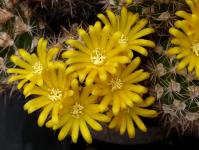 Thumbnail of 1938_Weingartia spec._20150509_02(1).JPG